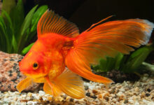 can you eat goldfish